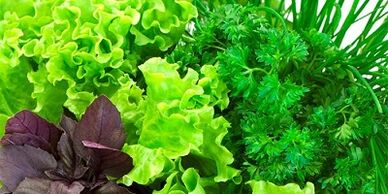 Greens to increase potential in men