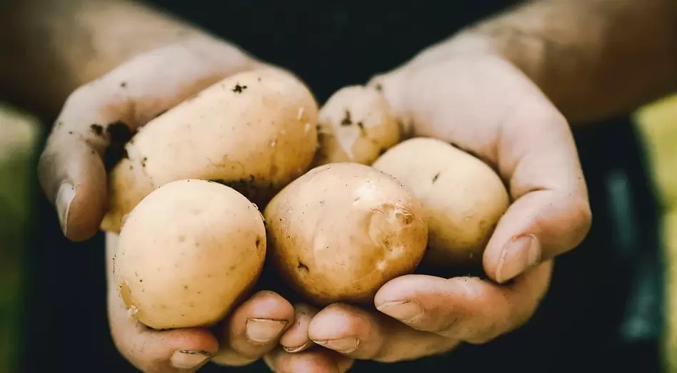Potatoes for potential