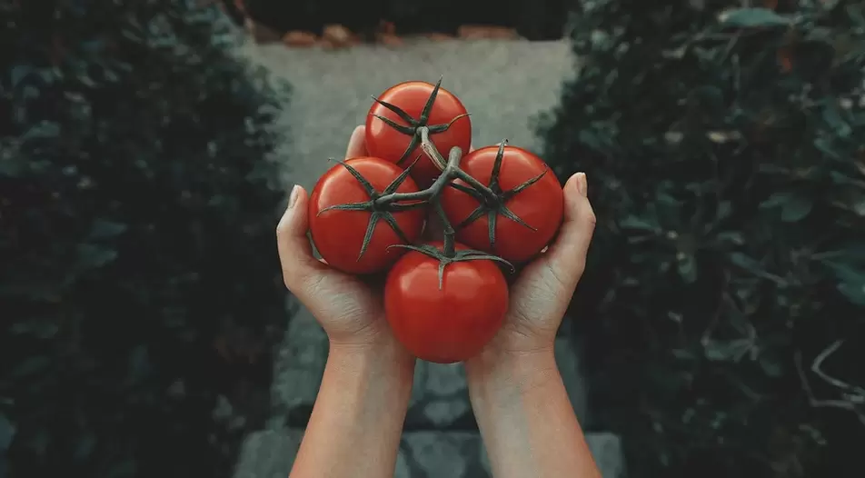 tomatoes for potential